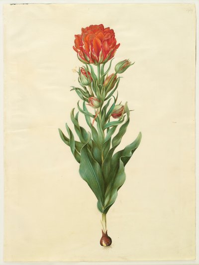 Tulipa gesneriana von Johannes Simon Holtzbecker